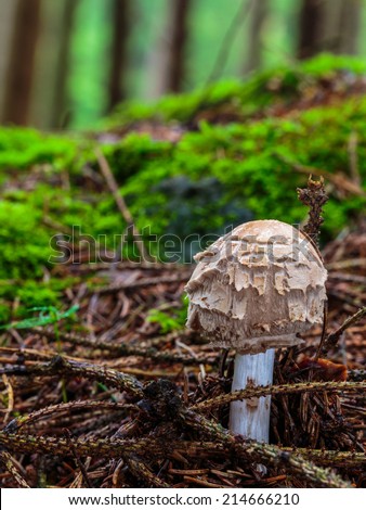Amazing Mushroom. Picture of a wild forrest mushroom in the woods of Bavaria in Germany in fall. Picture was taken on a warm September day.