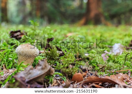 Lovely Mushrooms. Picture of a wild forrest mushroom in the woods of Bavaria in Germany in fall. Picture of the fungi with lovely bokeh was taken on a warm September day.