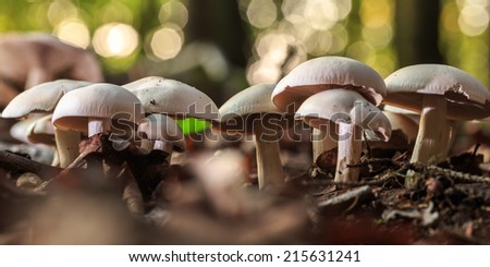 Lovely Mushrooms. Picture of a wild forrest mushroom in the woods of Bavaria in Germany in fall. Picture of the fungi with lovely bokeh was taken on a warm September day.