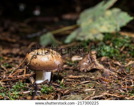 Forrest Champignon. Wild edible forrest mushroom in the woods of Bavaria in Germany in fall. Picture of the fungi with lovely bokeh was taken on a warm September day.