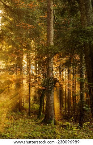 Black Forest in Germany. Orange Evening Sun shines through the golden foggy Woods. Magical Autumn Forrest. Colorful Fall Leaves. Romantic Background. Sun Rays before Sunset