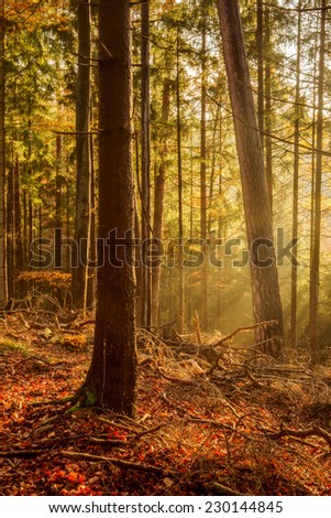 Black Forest in Germany. Orange Evening Sun shines through the golden foggy Woods. Magical Autumn Forrest. Colorful Fall Leaves. Romantic Background. Sunrays before Sunset
