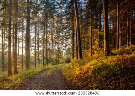 Black Forest in Germany. Orange Evening Sun shines through the golden foggy Woods. Magical Autumn Forrest. Colorful Fall Leaves. Romantic Background. Sunrays before Sunset