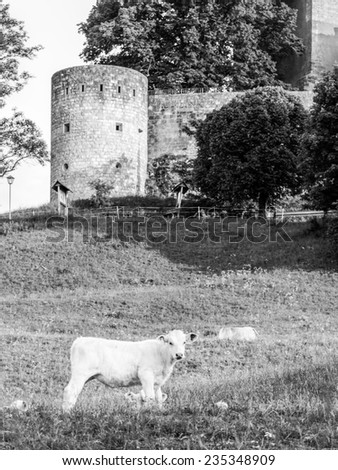 Vintage white cow in front of a medieval castle
