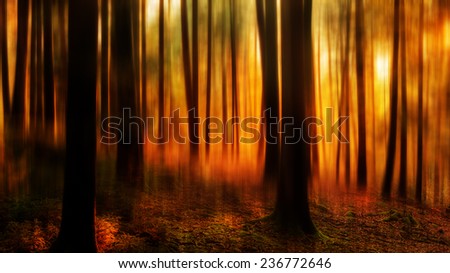 Black Forest in Germany. Distorted Image. Orange Evening Sun shines through the golden foggy Woods.