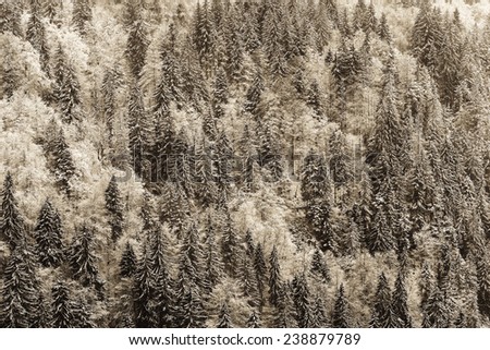 German Black Forest in Winter. Top Down View from the Feldberg Mountain during a Snow Storm. Winter Landscape. Black and White Vintage Picture