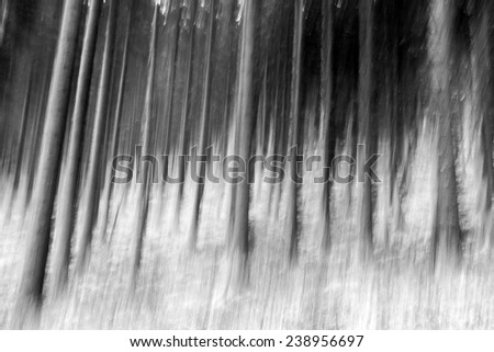 Winter Forest. German Black Forest, Black and White Picture. Heavy Snow. Distorted Image