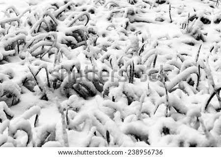 Winter Forest. German Black Forest, Black and White Picture. Heavy Snow
