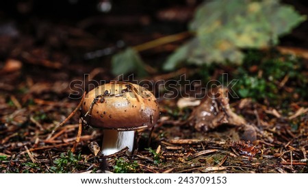 wild forest mushroom in the woods of Bavaria in Germany in fall. Picture of the fungi with lovely bokeh was taken on a warm September day.