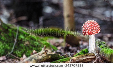 wild forest fly agaric mushroom in the woods of Bavaria in Germany in fall. Picture of the fungi with lovely bokeh was taken on a warm September day.
