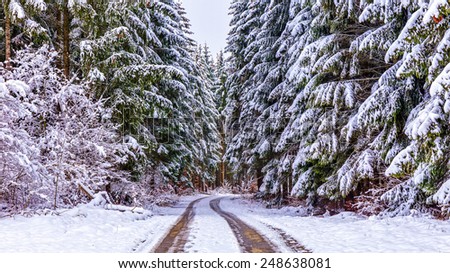 Winter Forest. German Black Forest, Black and White Picture. Heavy Snow