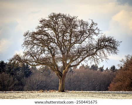 Lonely Winter Tree. Sweet Solitude. Cold and Cloudy day with much snow in the franconian Jura region of Bavaria