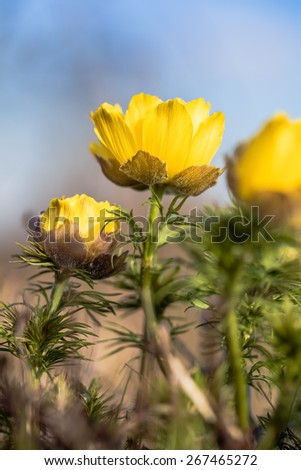 Yellow Pheasant's eye. Spring flower on calcareous dry meadow. Warm Colors. Very rare endangered wild flower. Soft and Lovely Bokeh. Macro Photograph with very shallow depth of field