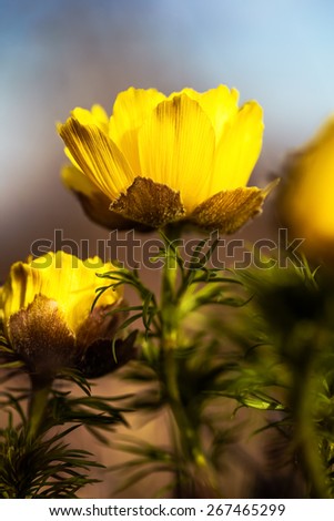 Yellow Pheasant\'s eye. Spring flower on calcareous dry meadow. Warm Colors. Very rare endangered wild flower. Soft and Lovely Bokeh. Macro Photograph with very shallow depth of field