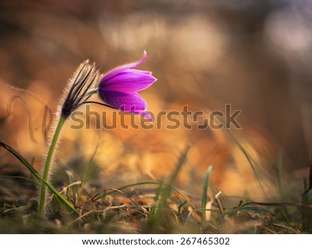 Purple Pasque Flower. Spring flower on calcareous dry meadow. soft little white hair. Rare endangered wild flower. Soft and Lovely Bokeh