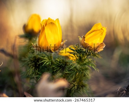 Yellow Pheasant's eye. Spring flower on calcareous dry meadow. Warm Colors. Very rare endangered wild flower. Soft and Lovely Bokeh. Macro Photograph with very shallow depth of field