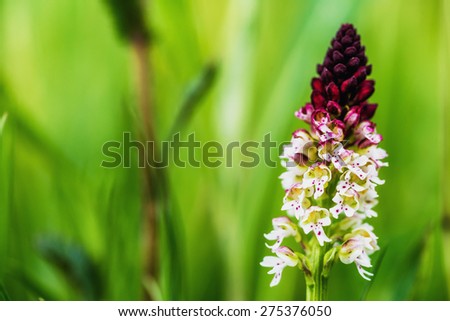 Lovely Wild White and Red Burnt Orchid Flower in Upper Franconia, Germany. Rare Spring Flower. Macro with shallow depth of field
