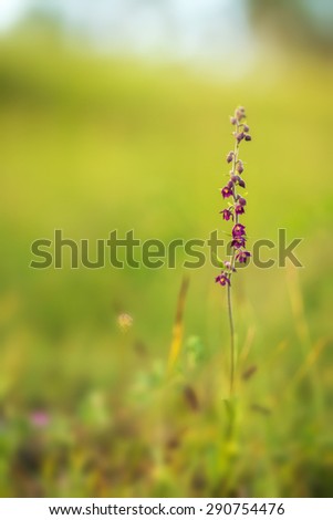 Wild Epipactis atrorubens. Rare purple brown royal Helleborine orchid in Franconia Bavaria Germany. Macro with very shallow depth of field
