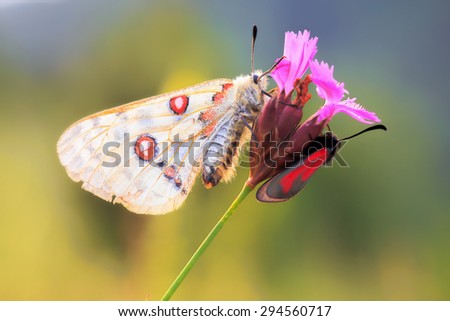 Red Apollo Butterfly. Parnassius apollo in the hills of Upper Franconia, Germany. Rare endangered white butterfly with characteristic red eye on the back. Macro with very shallow depth of field