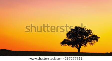 Lonely Tree Silhouette against the setting sun on a warm summer day in rural Franconia, Germany