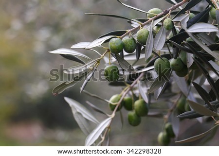 Exquisite green Olives on an olive tree in Sicily, Italy south of Palermo in Fall November