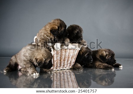 Portrait of sweet 1,5 month old kavkazskaya ovcharka in basket  ( Caucasian shepherd dog puppies )