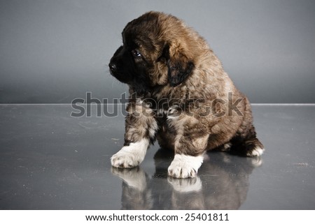 Portrait of sweet 1,5 month old kavkazskaya ovcharka  ( Caucasian shepherd dog puppy )