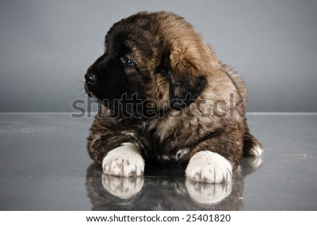 http://image.shutterstock.com/display_pic_with_logo/11685/11685,1235301124,2/stock-photo-portrait-of-sweet-month-old-kavkazskaya-ovcharka-caucasian-shepherd-dog-puppy-25401820.jpg
