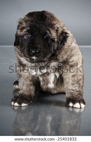 Portrait of sweet 1,5 month old kavkazskaya ovcharka  ( Caucasian shepherd dog puppy )