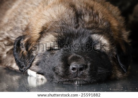 Portrait of sweet sleeping 1,5 month old kavkazskaya ovcharka  ( Caucasian shepherd dog puppy )