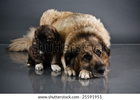 Portrait of sweet 1,5 month old kavkazskaya ovcharka with mother  ( Caucasian shepherd dog puppy )