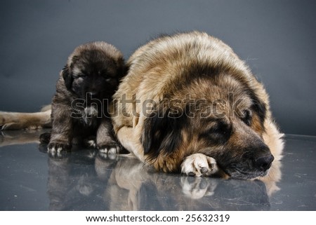 Portrait of sweet 1,5 month old kavkazskaya ovcharka with mother  ( Caucasian shepherd dog puppy )