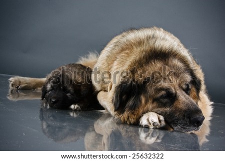 Portrait of sweet sleeping 1,5 month old kavkazskaya ovcharka with mother  ( Caucasian shepherd dog puppy )