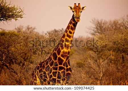 bull giraffe