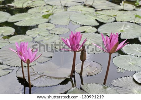 Lotus and lotus pond