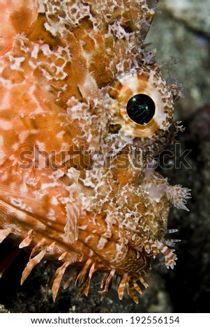 Scorpion fish portrait