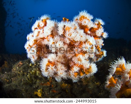 Mediterranean marine life, typical underwater envvironment of the Mediterranean Sea
