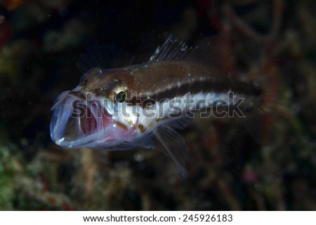 Juvenile comber, (serranus cabrilla) fish with its mouth wide open