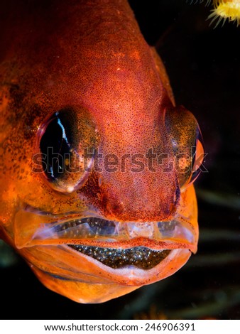 Cardinalfish male (apogon imberbis) incubates its progeny inside its mouth.