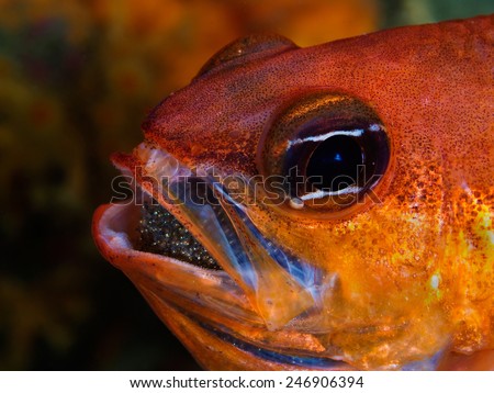 Cardinalfish male (apogon imberbis) incubates its progeny inside its mouth.