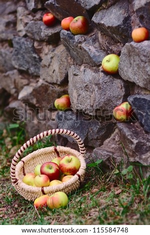 Apples in the autumn park