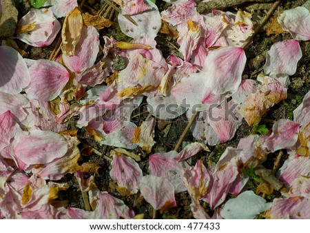 Fallen petals of sakura