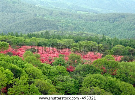 spring in mountains, Japan