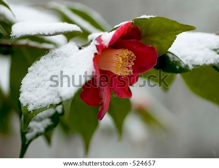 Winter flower close-up