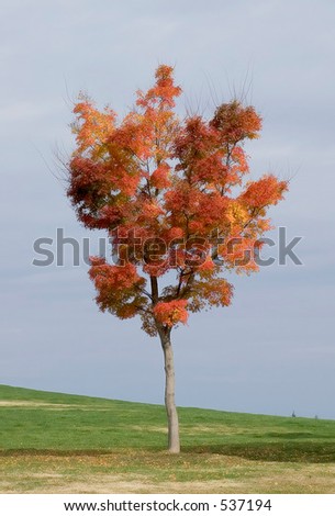 Stand alone fall maple tree on golf course