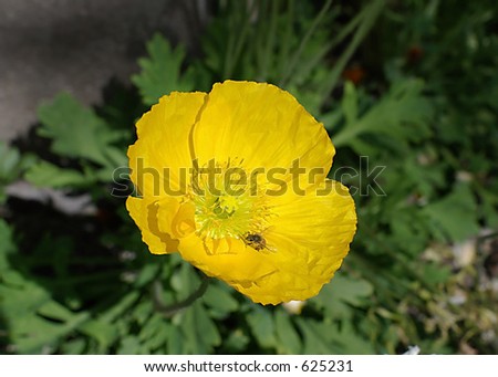 yellow poppy