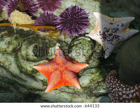 red starfish and sea urchins
