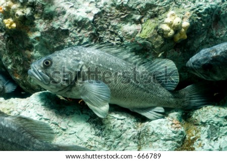 cold water fish