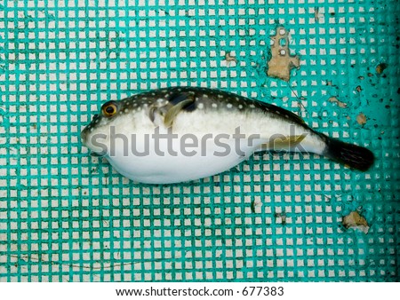 Famous fugu fish (puffer fish, globe-fish), Japan