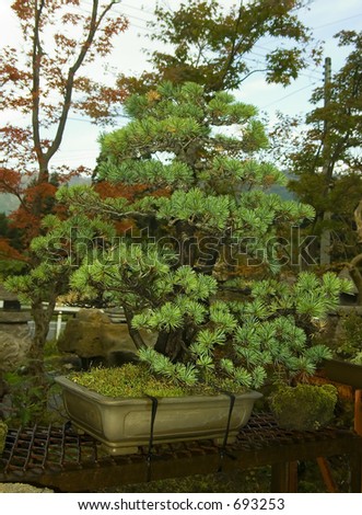 Japanese Fir Tree
